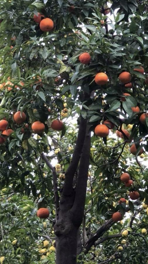 Appartamento Rosy Monolocale nel Centro Storico di Torre Annunziata di Fronte Scavi Oplonti Esterno foto